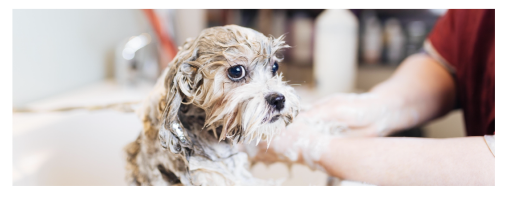 hansgrohe_dogshower